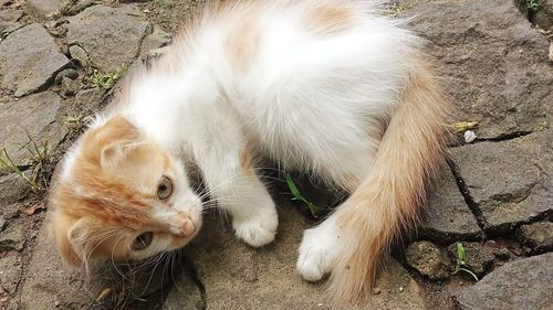 High angle view of cat on rock