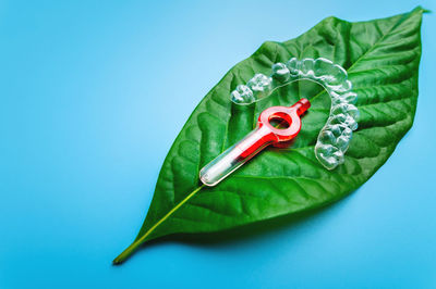 Juicy green leaf on which lies a plastic transparent bracket and a red interdental brush, dental and