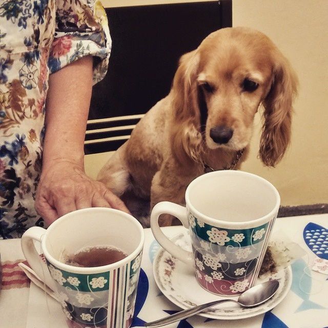 coffee cup, indoors, food and drink, drink, coffee - drink, table, refreshment, saucer, sitting, cup, coffee, plate, freshness, pets, spoon, breakfast, relaxation, chair, domestic animals, food