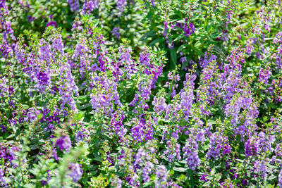 Close-up of purple flowering plants on field