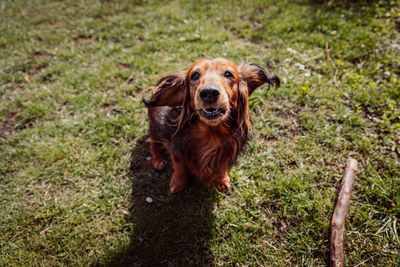 High angle portrait of dog sticking out tongue on land