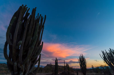 Saguaros growing at tatacoa desert against sky during sunset