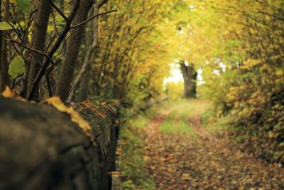 Trees in forest during autumn