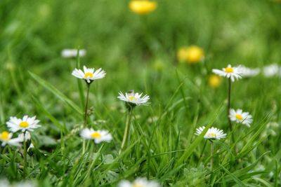 Close-up of white daisy flowers on field