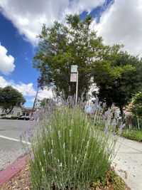 Flowering plants and trees by building against sky