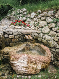 Close-up high angle view of tree