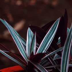 Close-up of paper plant