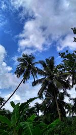Low angle view of palm trees against sky