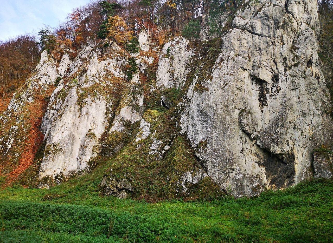 plant, rock, nature, land, tree, grass, beauty in nature, no people, environment, day, landscape, scenics - nature, mountain, non-urban scene, tranquility, green, cliff, sky, outdoors, terrain, tranquil scene, growth, rock formation, travel destinations, formation, wilderness, travel, geology, field, low angle view, ridge