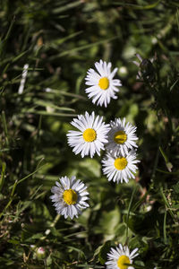 Close-up of flowers blooming outdoors