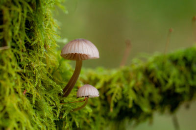 Close-up of mushroom growing on land