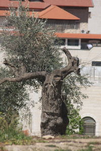 Building with trees in background