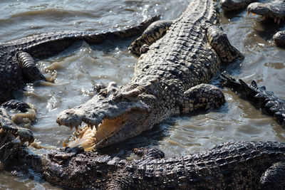 Big crocodiles fighting on swamp pond in forest. group of dangerous animal wildlife on water.