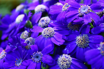 Close-up of purple flowering plants