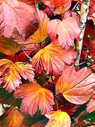 leaf, autumn, nature, backgrounds, multi colored, plant, beauty in nature, close-up, full frame, no people, change, growth, leaves, fragility, outdoors, day