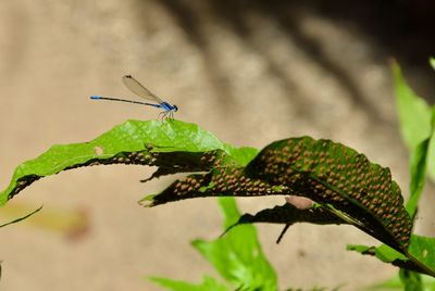 Close-up of insect on leaf