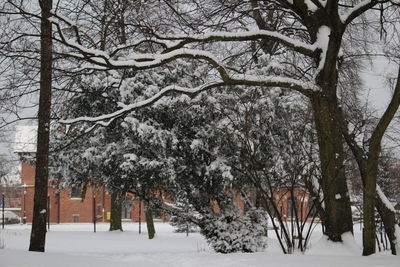 Trees in forest during winter