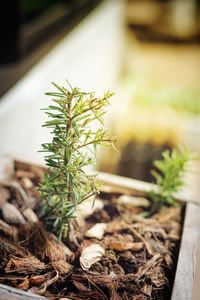 Close-up of potted plant