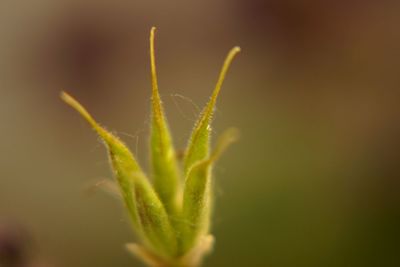 Close-up of plant