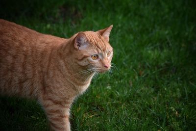 Close-up portrait of cat on field