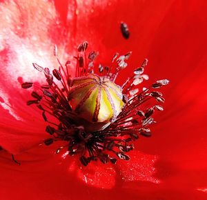 Close-up of insect on red flower