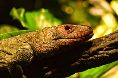 Close-up of lizard on tree