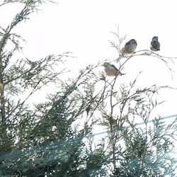 Low angle view of birds perching on branch