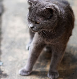 Close-up of a cat looking away