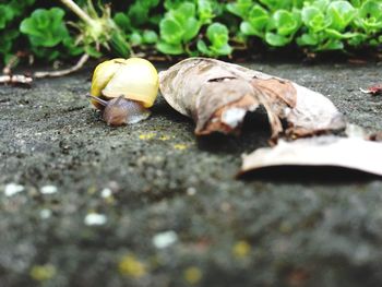 Close-up of a shell on ground