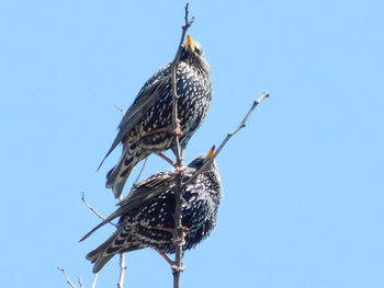 Low angle view of bird perching on the sky