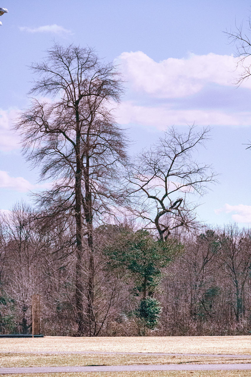 TREES ON FIELD AGAINST SKY