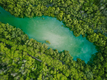 Aerial drone view of river lake forest top down