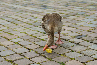 High angle view of bird on footpath