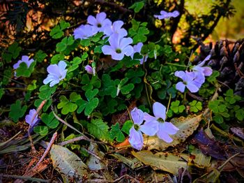 Close-up of purple flowering plants on land