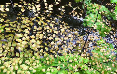 High angle view of tree branches over stream at forest