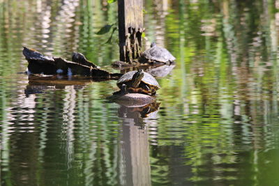 View of turtle in the forest