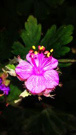 Close-up of pink flowers