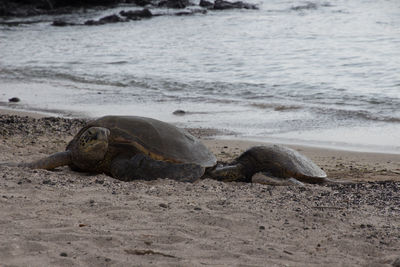 View of two turtles on beach