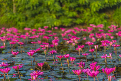 Close-up of pink flowering plants