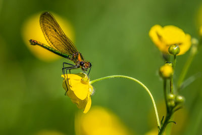 Close-up of insect on yellow flower