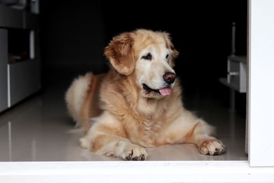 Close-up of a dog looking away