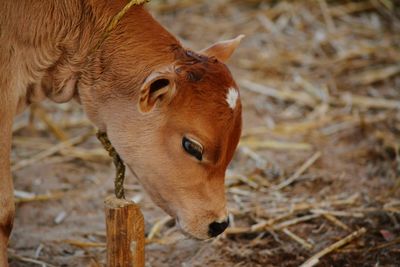 Close-up of calf standing on field