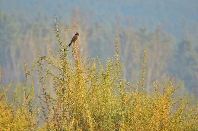 View of bird flying in the sky