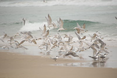 Seagulls flying on shore at beach