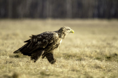 Bird on field