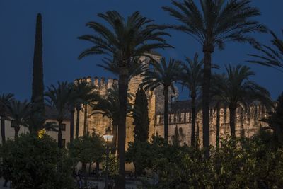 Low angle view of palm trees against clear sky