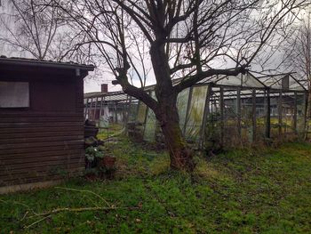 Bare trees against built structure