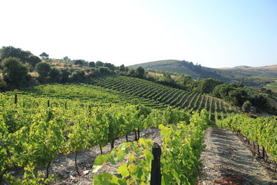 Scenic view of vineyard against clear sky