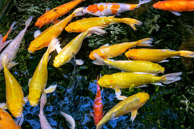 Japanese koi carp fish, a beautiful medium-sized colourful asian fishes swimming in freshwater pond.