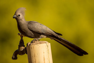 Close-up of bird perching on wood